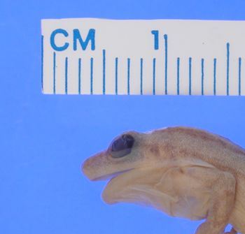 Media type: image; Herpetology A-17972